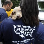 daylight savings humane society puppy