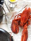 easy lobster recipes