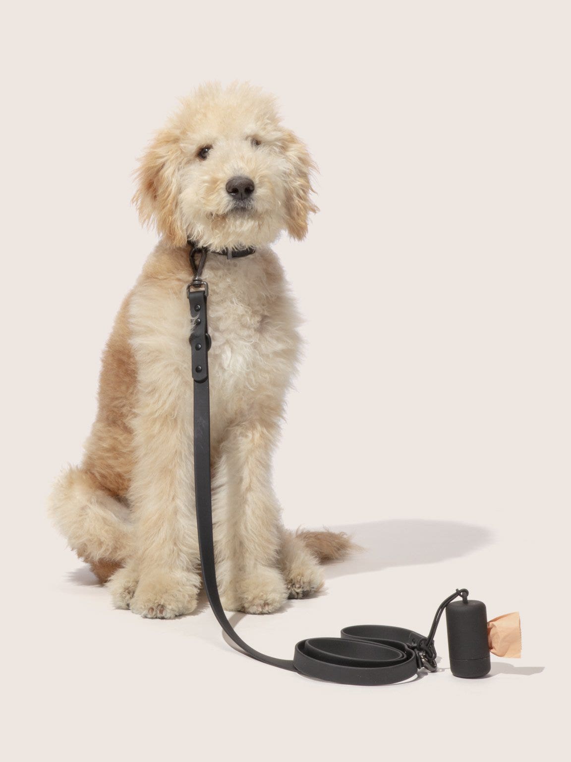 If Everlane and Outdoor Voices Made Pet Accessories, This Is What They Would Look Like