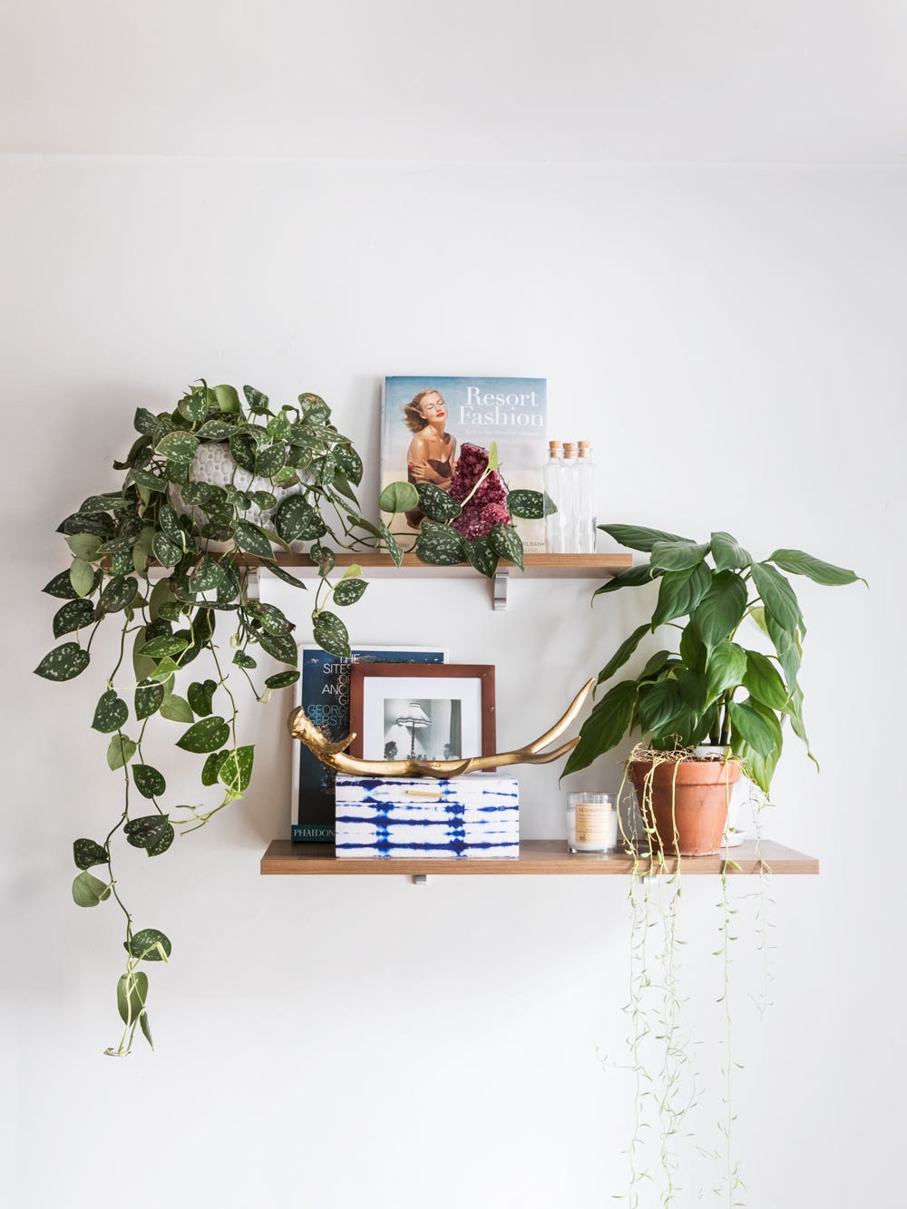 The Essential Houseplants Every Domino Reader Has in Their Home