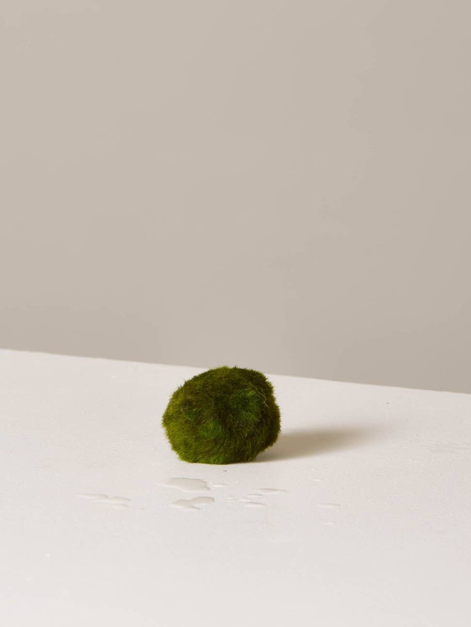 Everything You Need to Know About Marimo Moss Balls