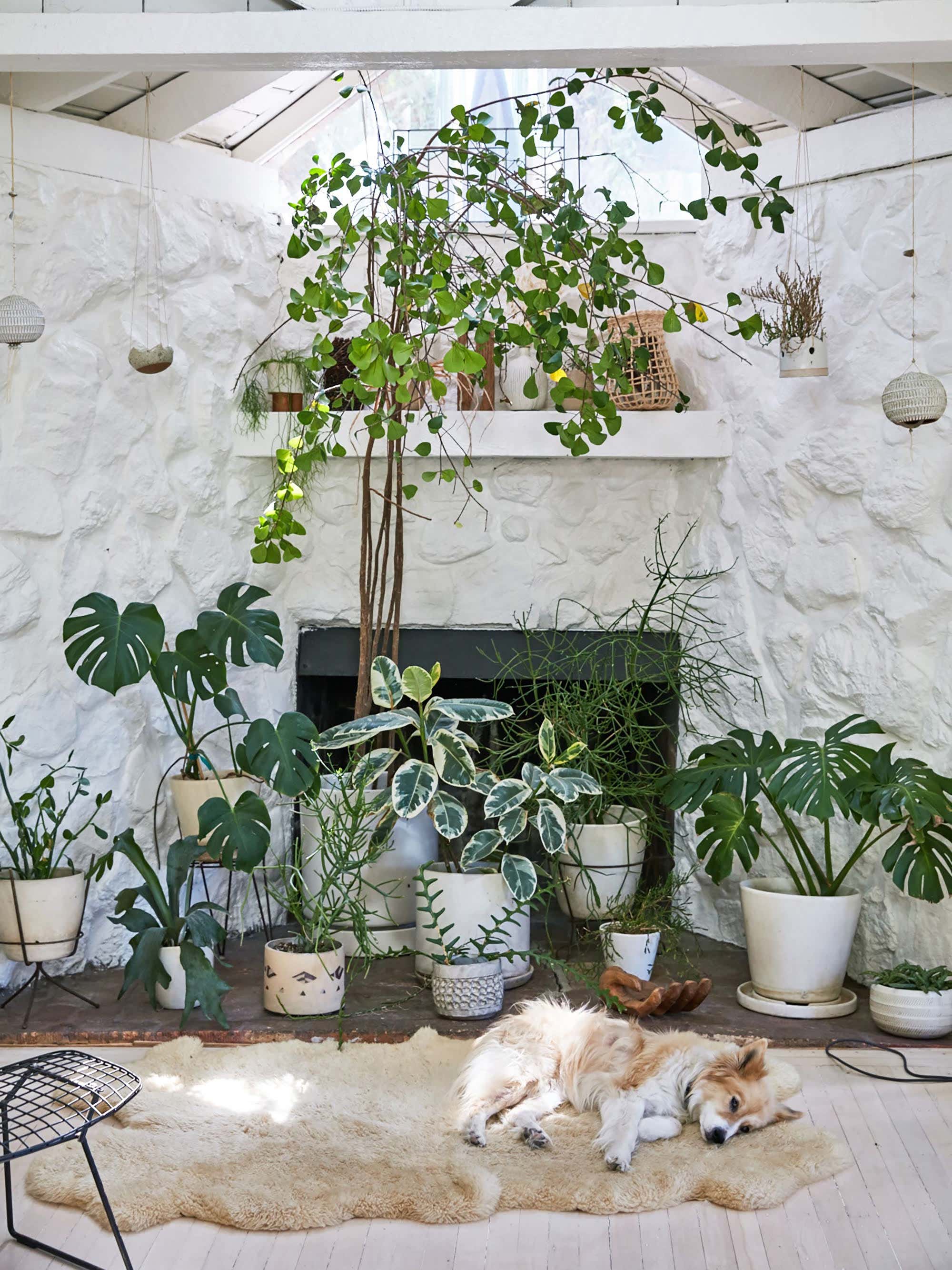 What Greenery to Buy, According to Your Plant Parent Personality