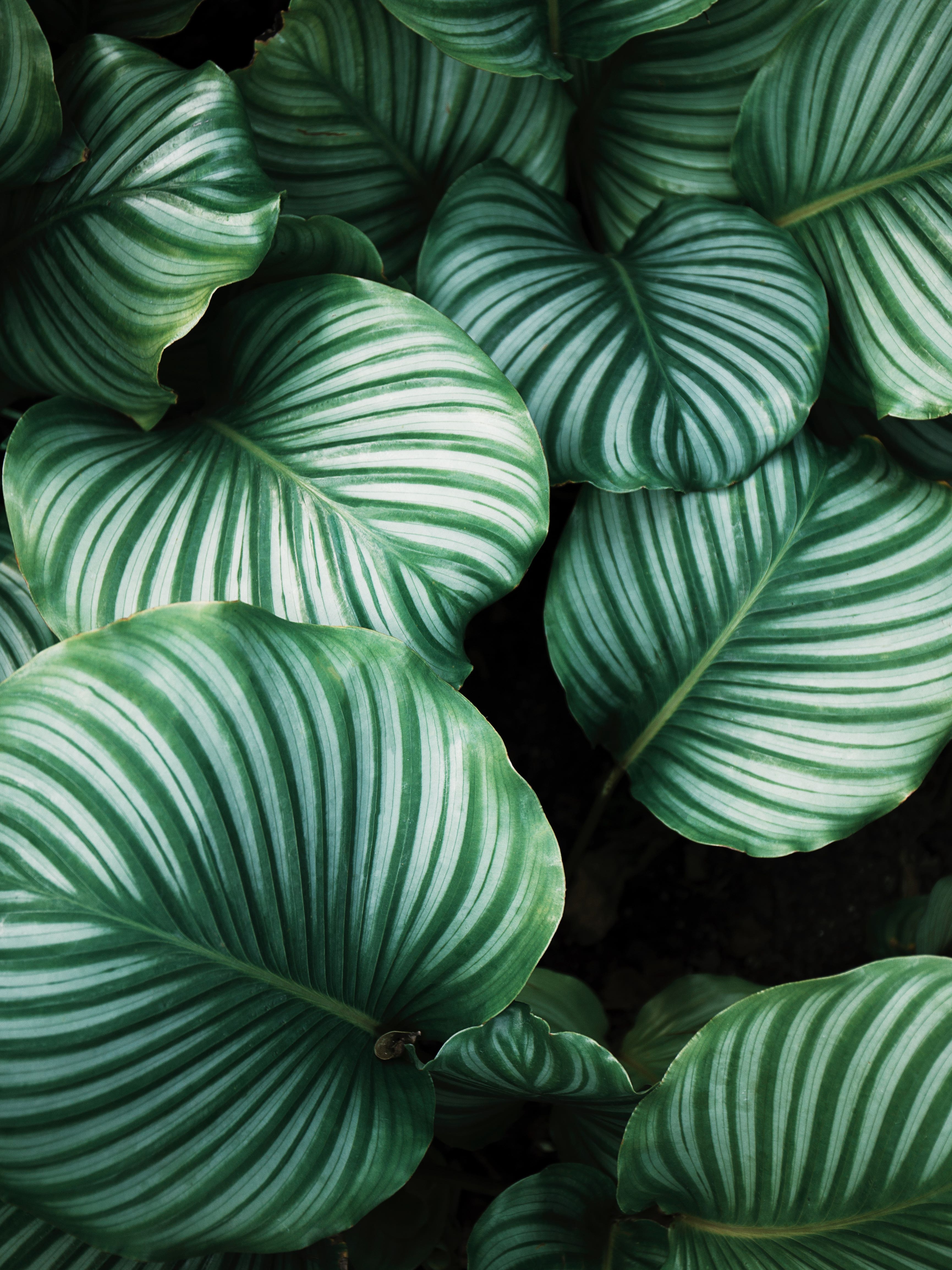 This Is the One Mistake You’re Probably Making With Your Plants