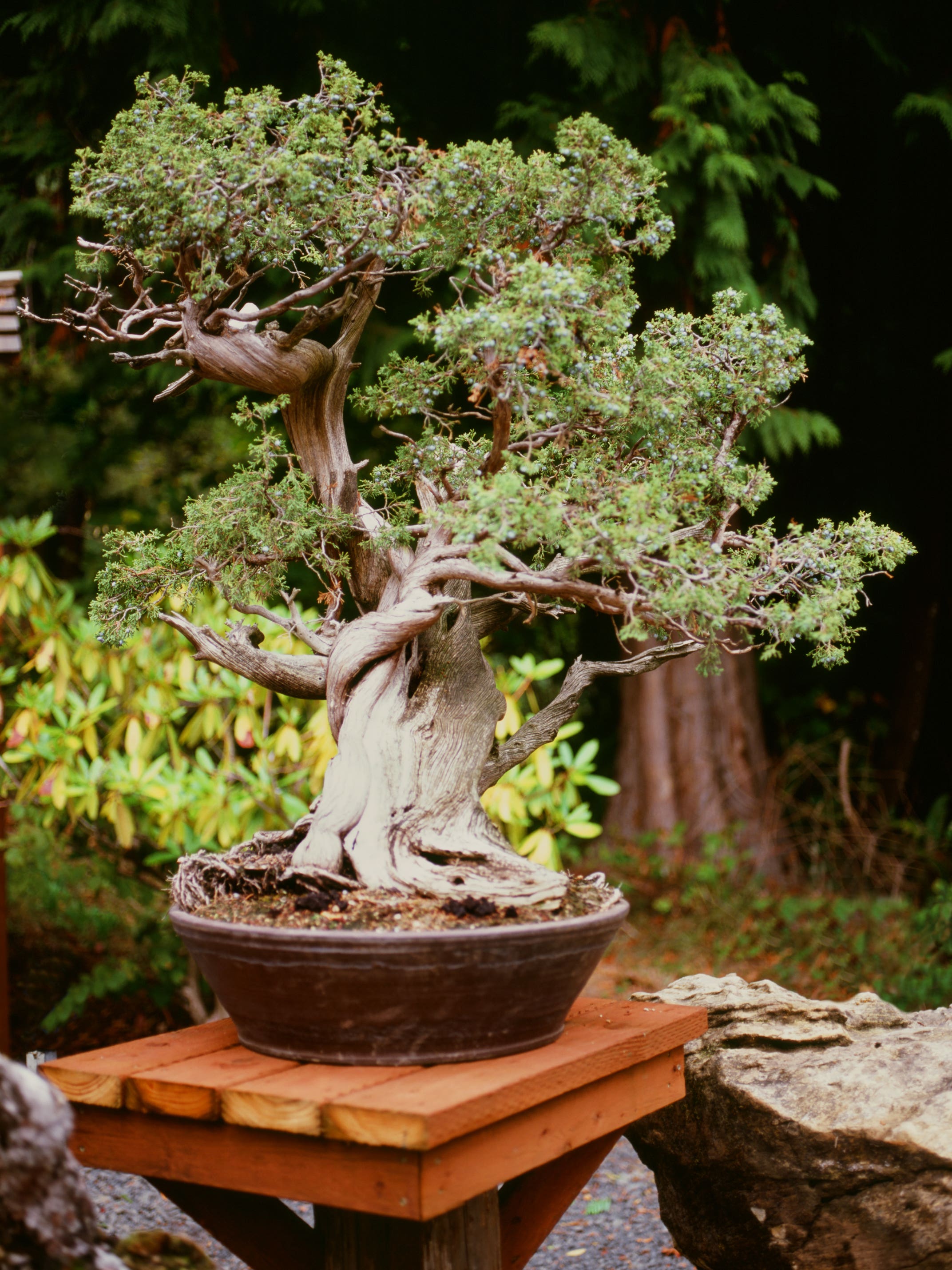 Bonsai Trees Are Trending—Here’s Your Guide