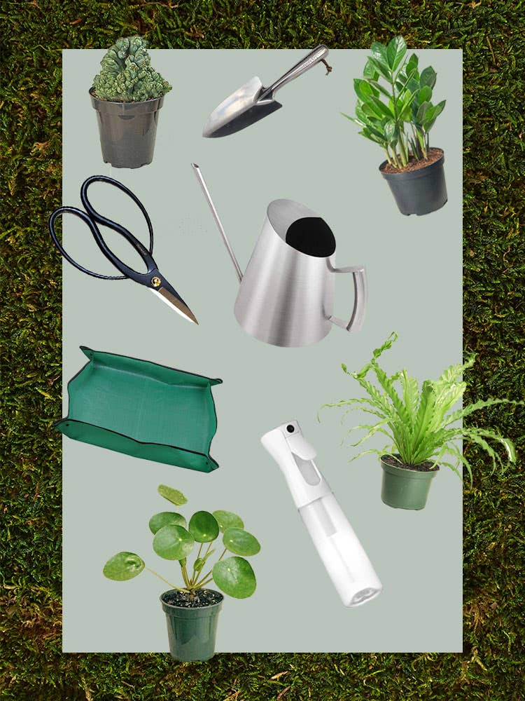 Everything in Our Kit for New Plant Parents Is on Amazon