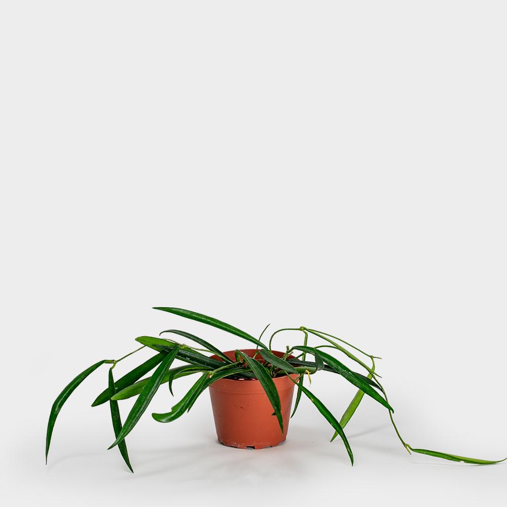 ENTJ – hoya wax plant