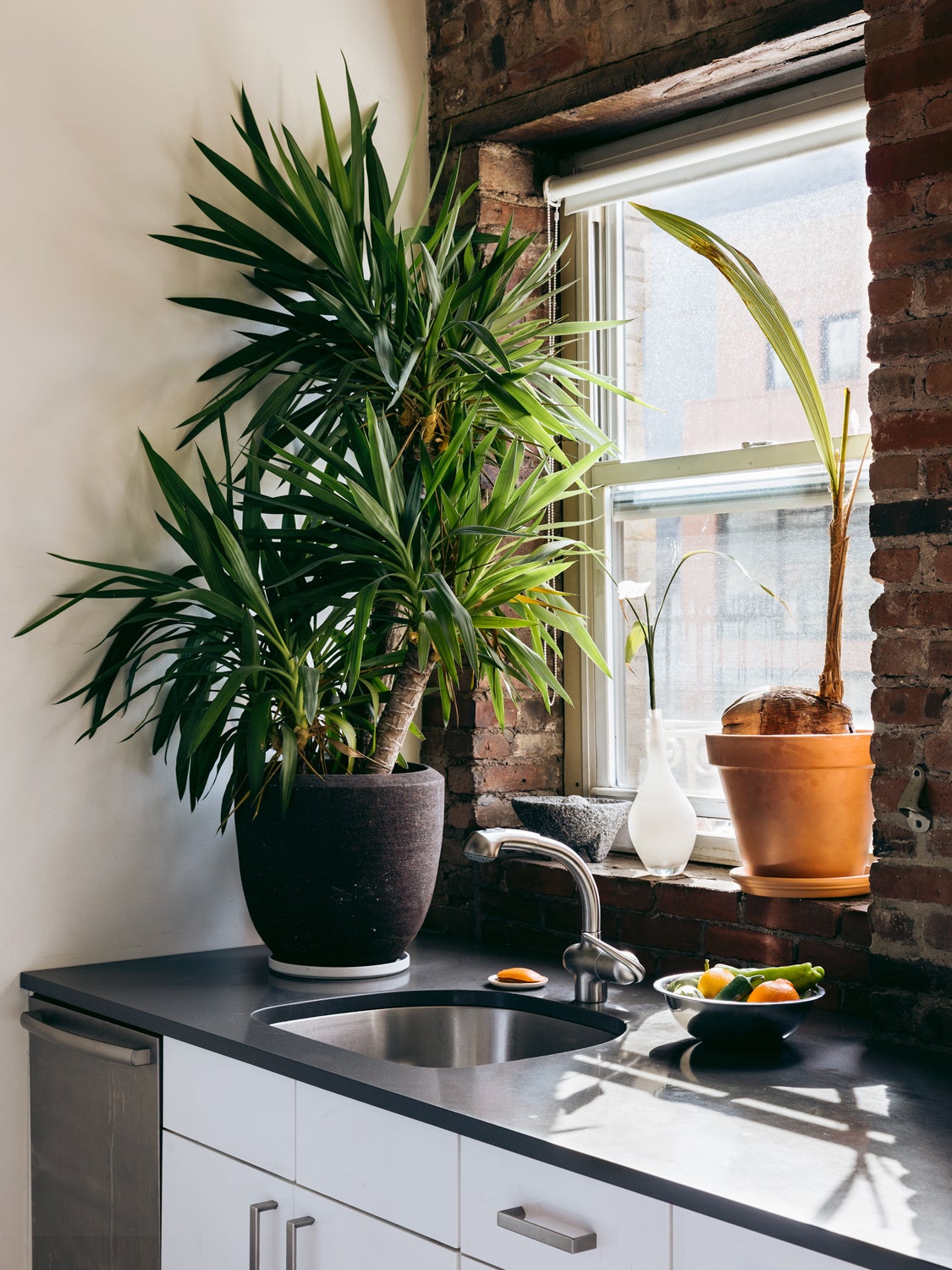 plants-windowsill-kitchen