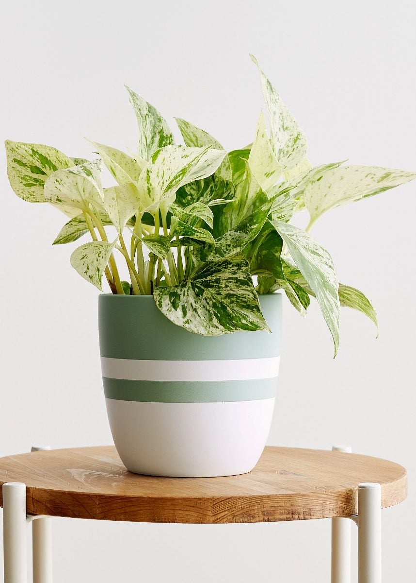 The Best Plants to Keep in Your Kitchen