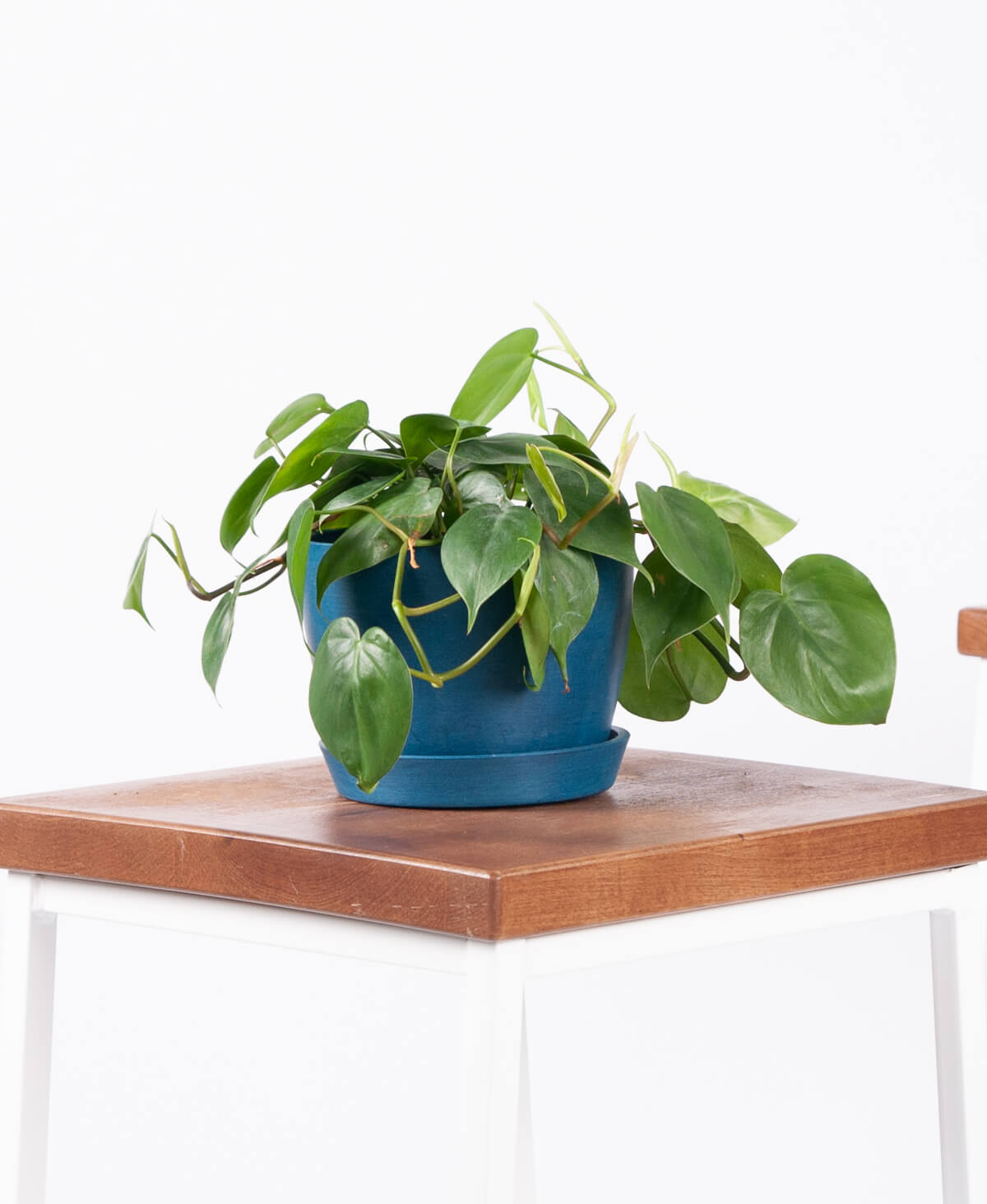 bloomscape-product-greenleaf-philodendron-5