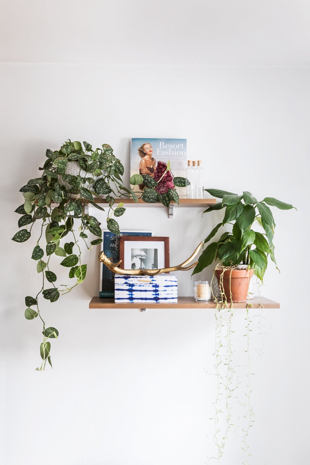 plants on a shelf