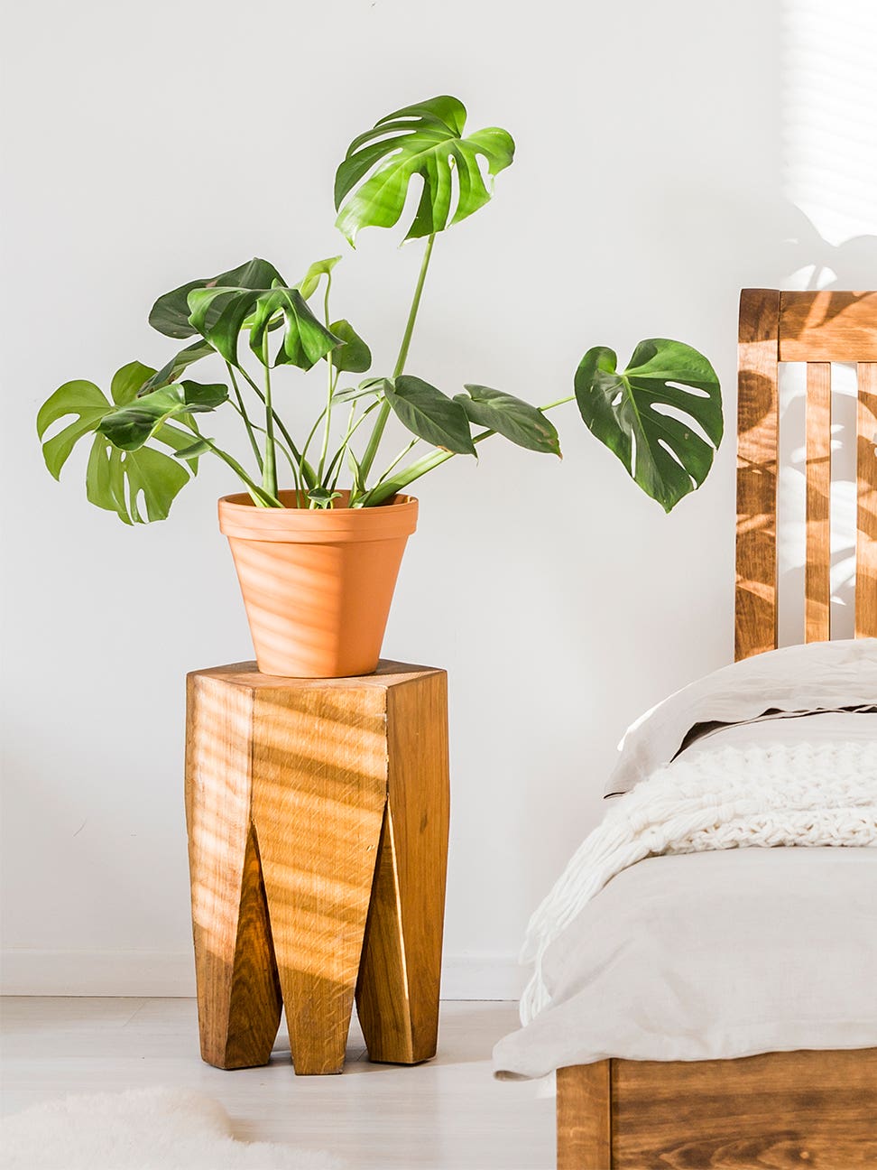 monstera plant on a nightstand