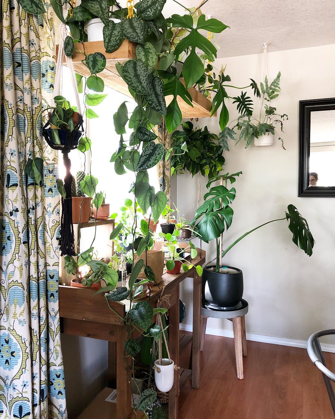 Plant-filled room