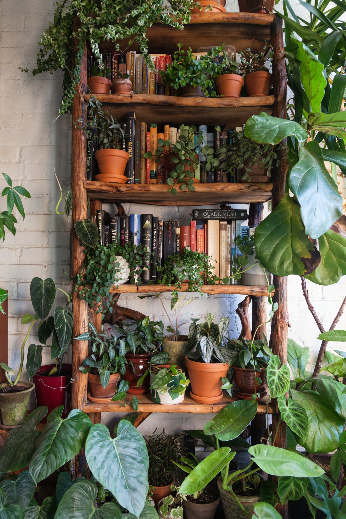 Shelves with plants