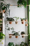 Shelves with plants
