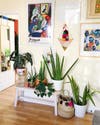 Plants set against art-filled wall
