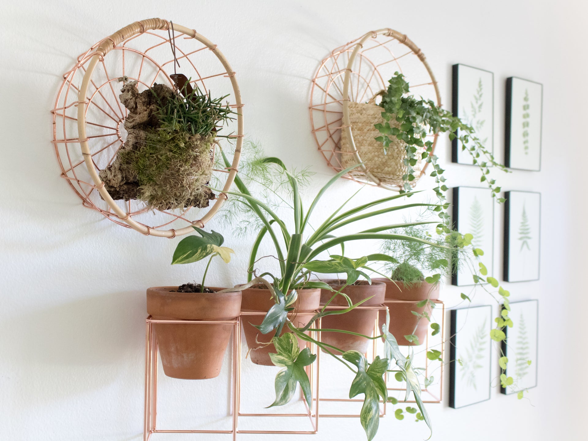 Plants hanging on wall