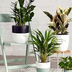 ZZ Plant on mint green chair
