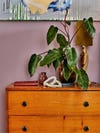 Plant on wooden dresser