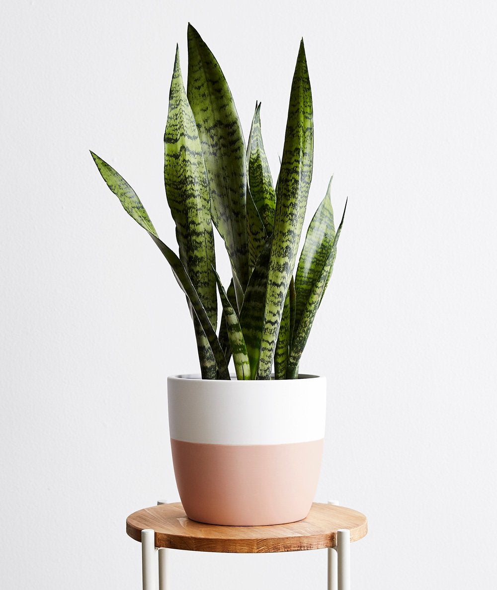 If You’re Straight-Up Forgetful, the Snake Plant Was Made for You
