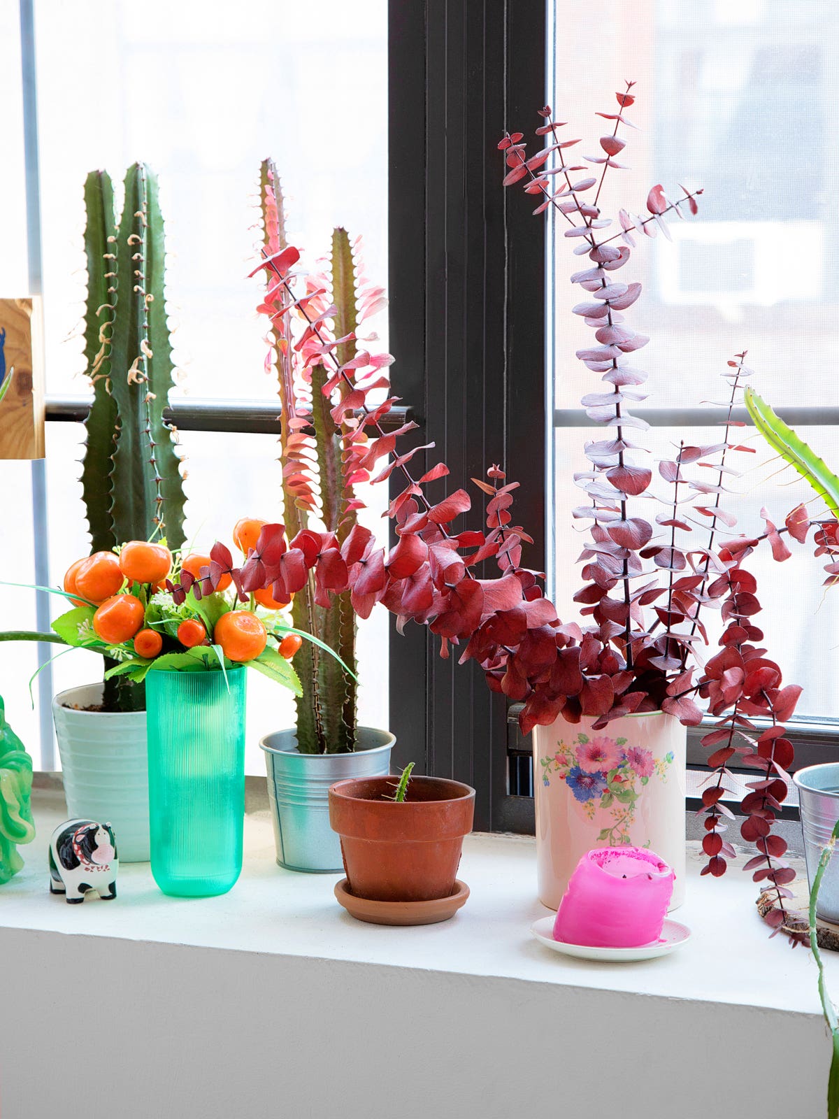 colorful plants on a window sill