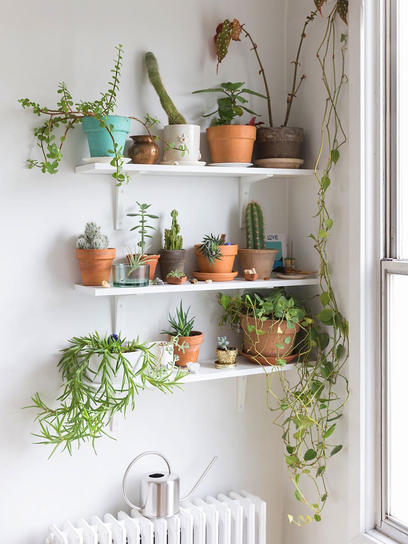 Cacti on shelves