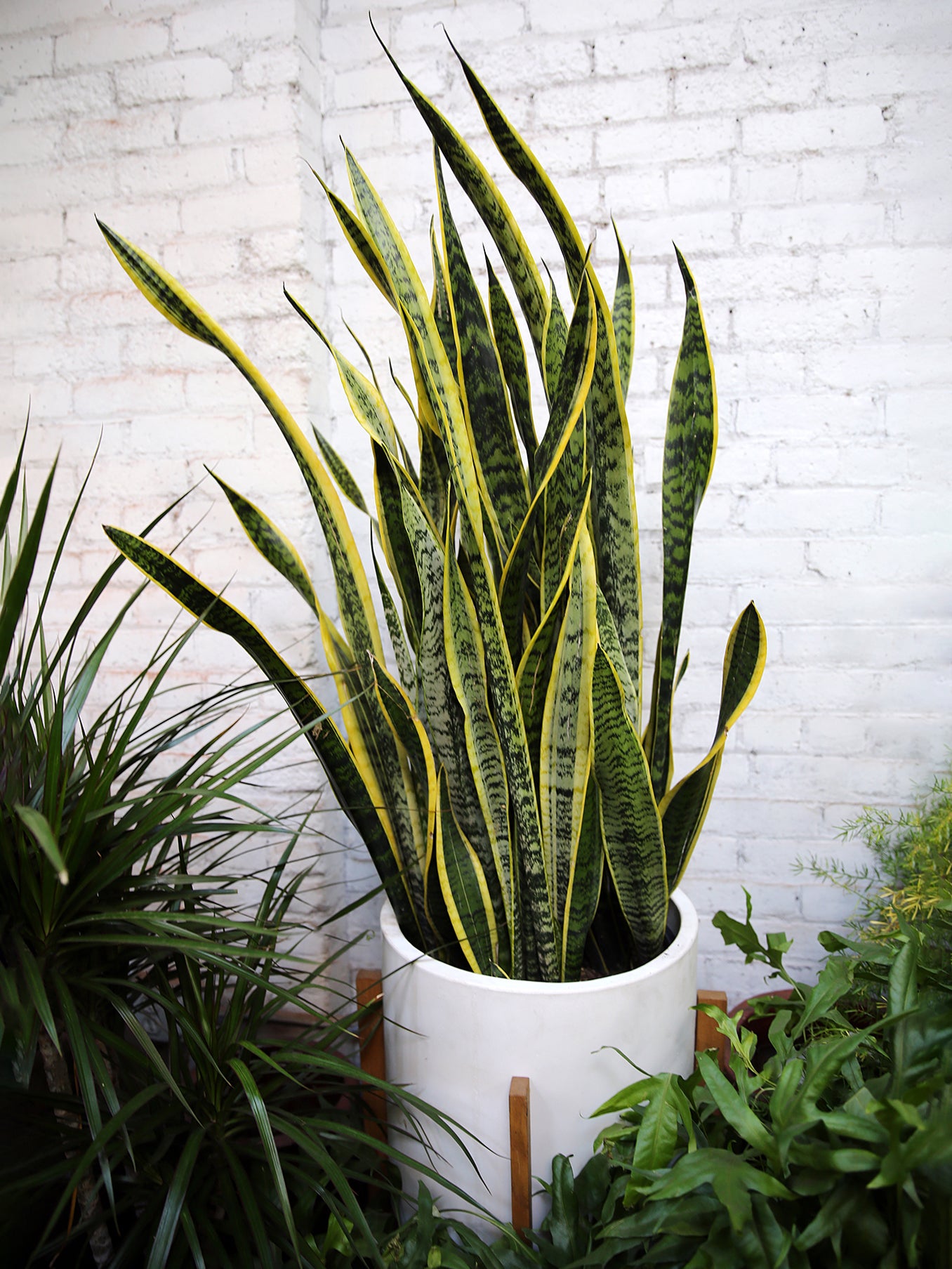 What are the Surprising Benefits of Snake Plants: Revealed!