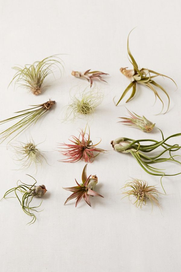 When It Comes to Easy Upkeep Greenery, Air Plants Win
