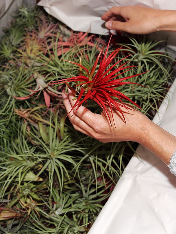 When It Comes to Easy Upkeep Greenery, Air Plants Win