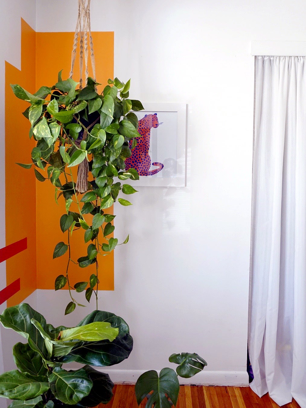 hanging plant in corner