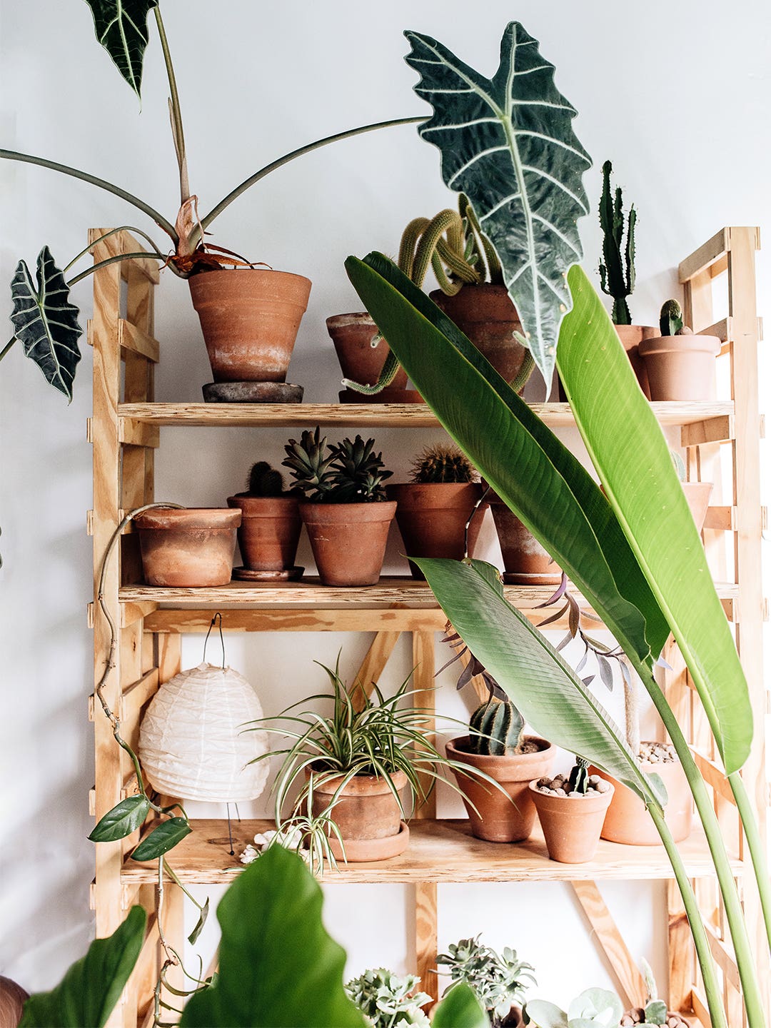 Shelf with assorted plants