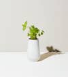 Tapered Tumbler with Mint Plant