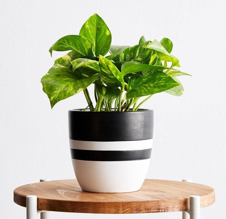 Before the Insta-Famous Fiddle-Leaf Fig, We Had the Pothos