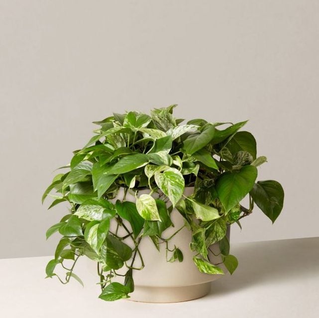 Before the Insta-Famous Fiddle-Leaf Fig, We Had the Pothos