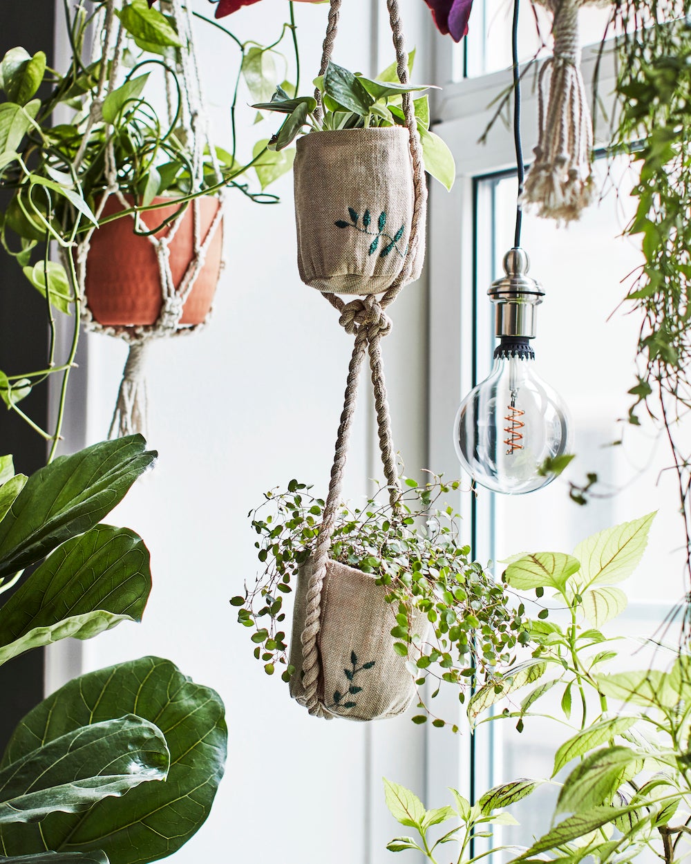 hanging planters in front of window