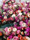 lots of roses in pink and white