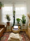 Pouf with laptop on it surrounded by plants