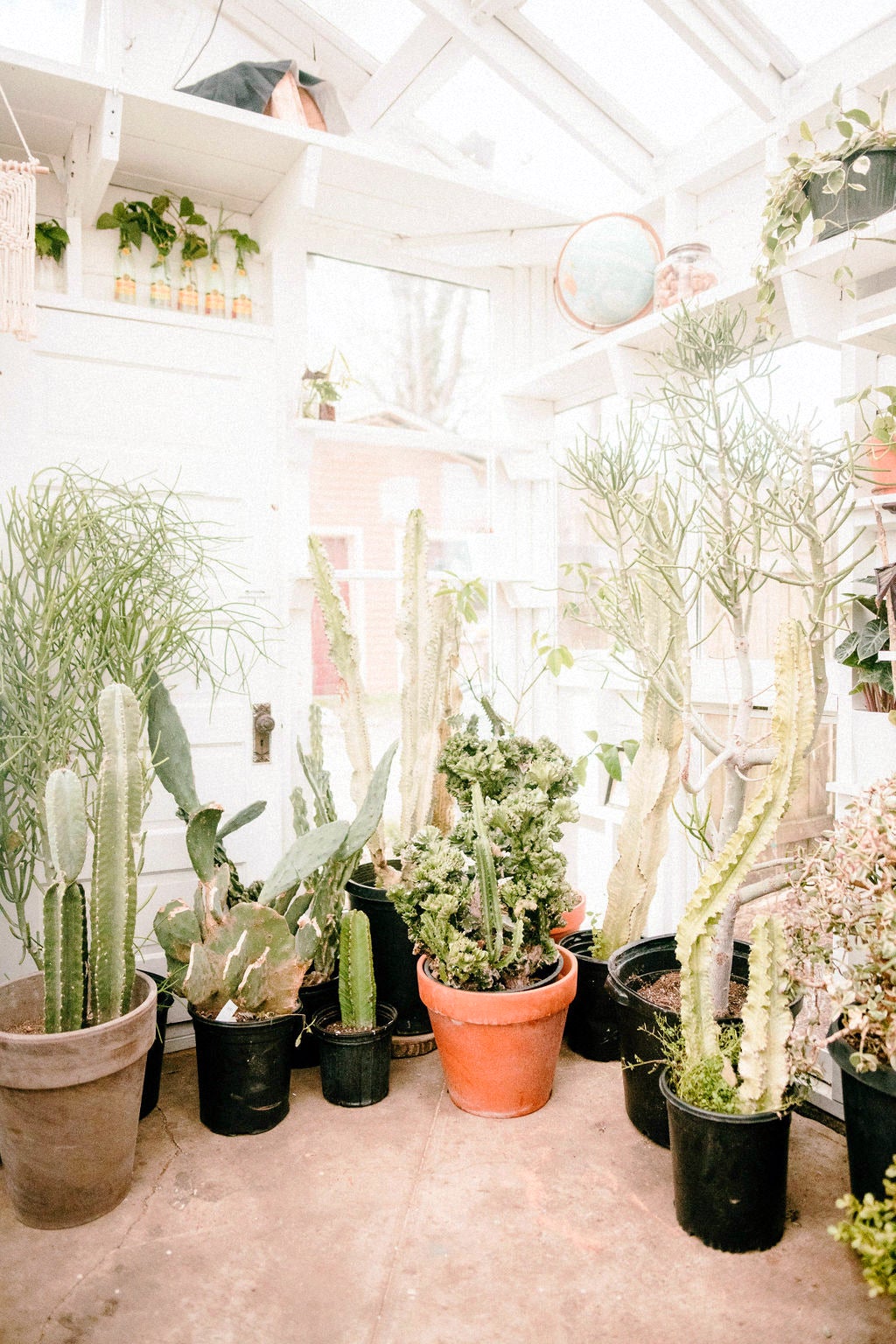 Corner full of plants