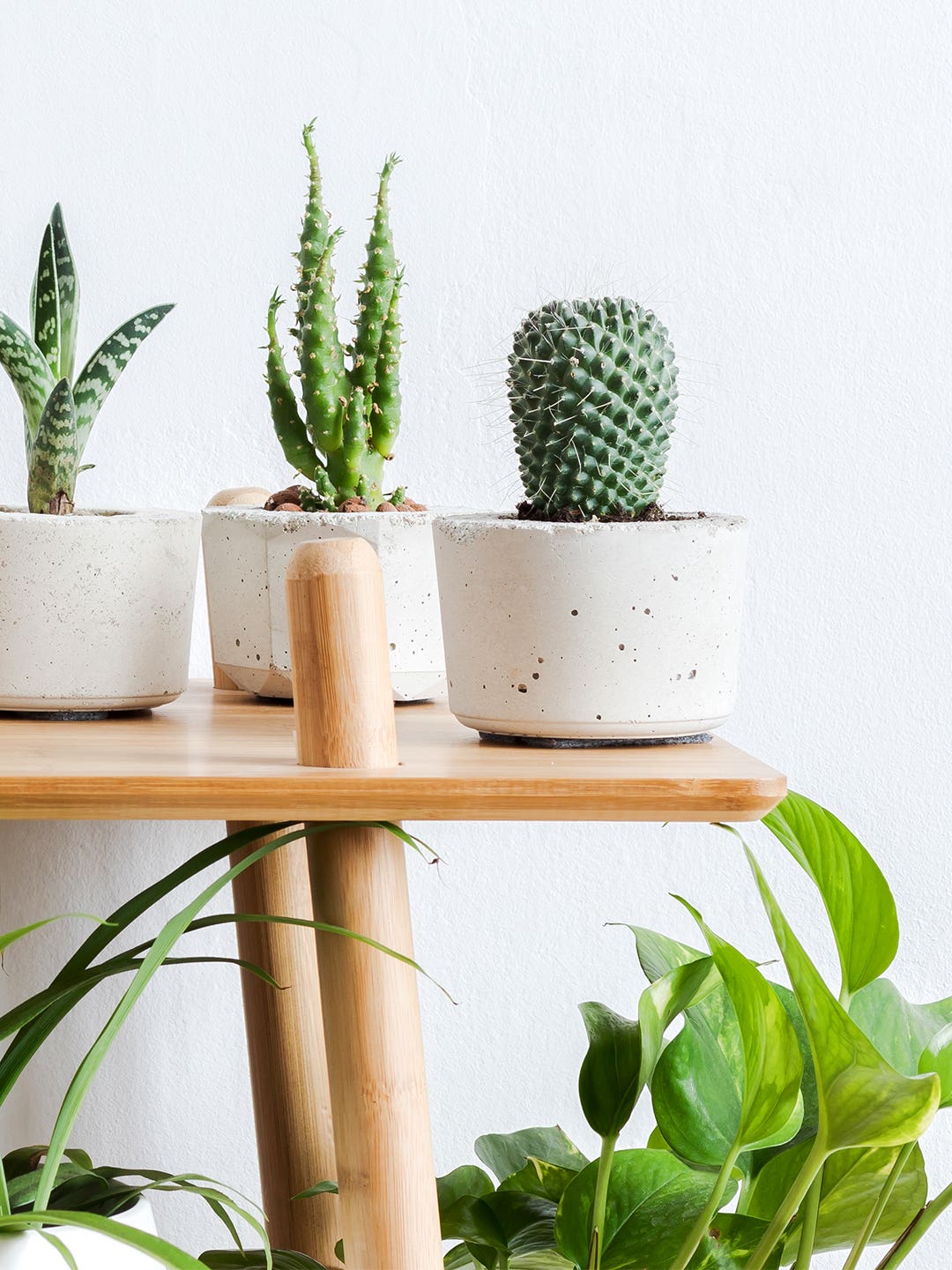 How to Grow Your Very Own Cactus, According to a Plant Pro