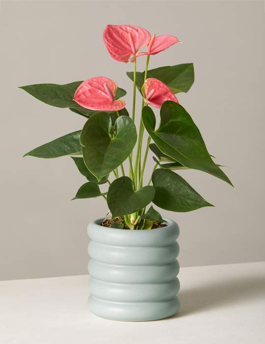Pink Anthurium, The Sill
