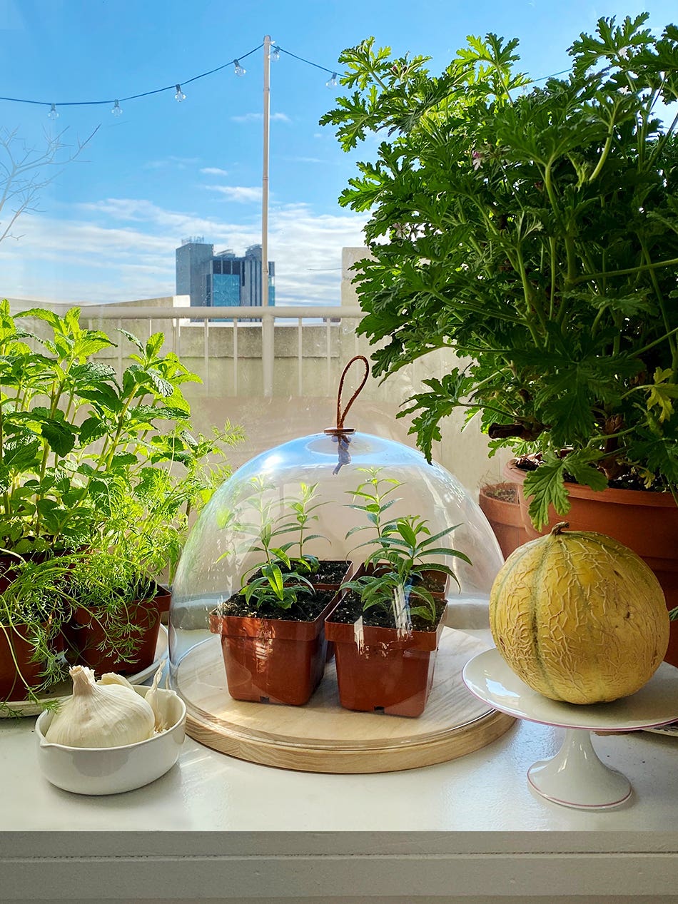 Seedlings under a glass dome