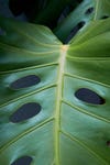 close up of monster leaf