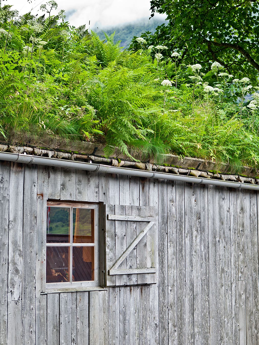 wood shed covered in grass