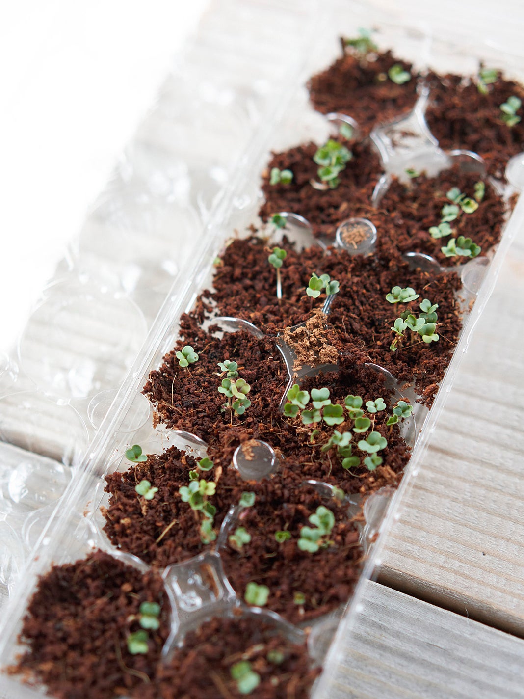 Seedlings in egg carton