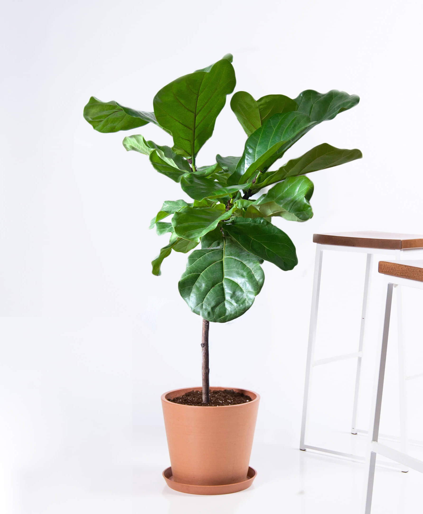 bloomscape_product-fiddle-leaf-fig-clay-2-e1558203179180