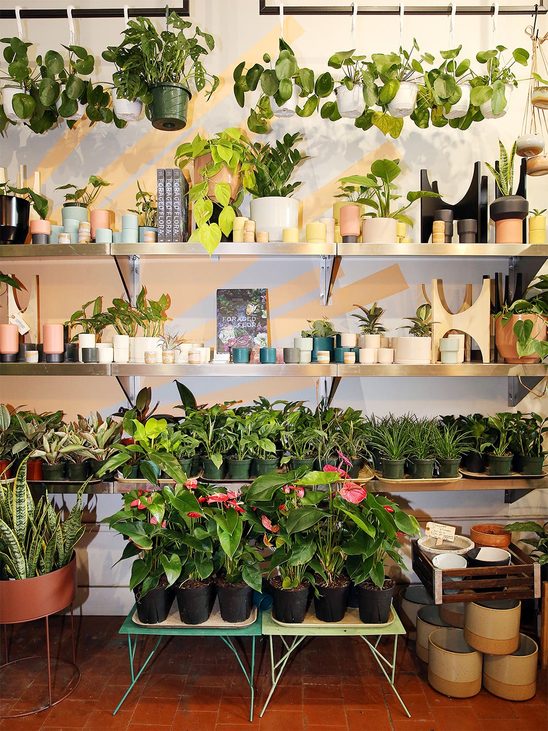 Which Houseplant You Should Buy, According to Your Zodiac Sign