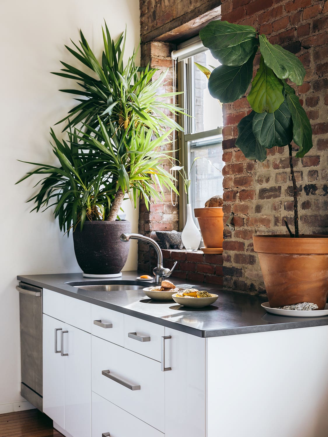 Kitchen counter with large plant