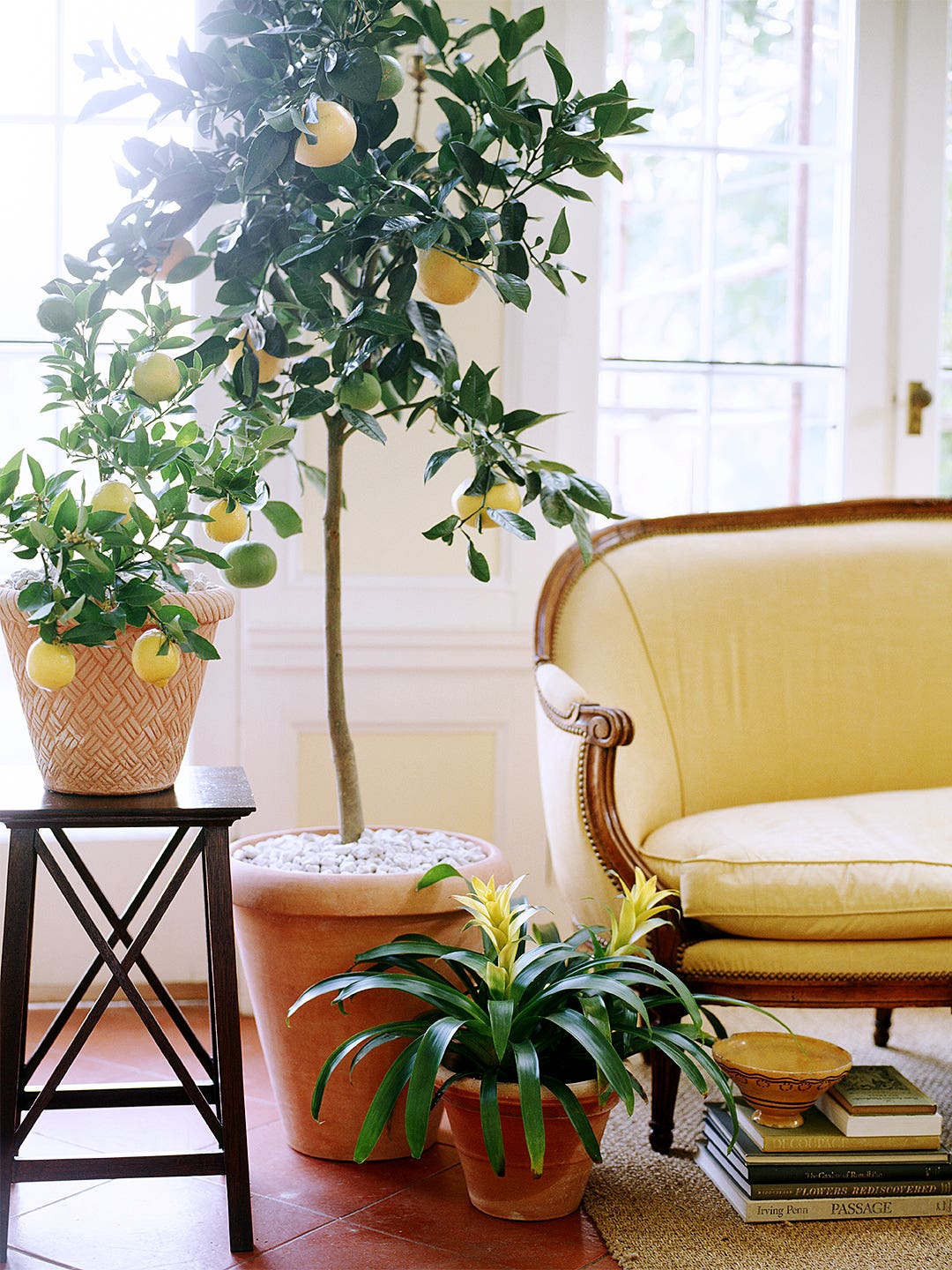 The Plant That’ll Make it Feel Like Summer in Your Home All Year Long
