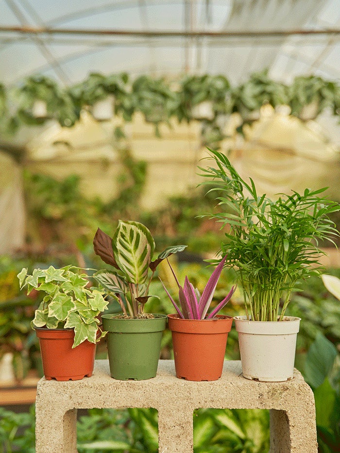 Assorted plants