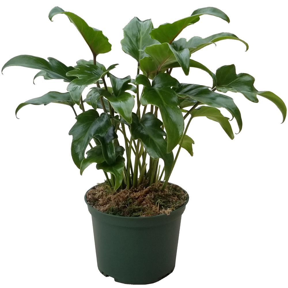 Philodendron Xanadu Plant in 6 in. Grower Pot