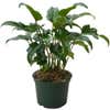 Philodendron Xanadu Plant in 6 in. Grower Pot